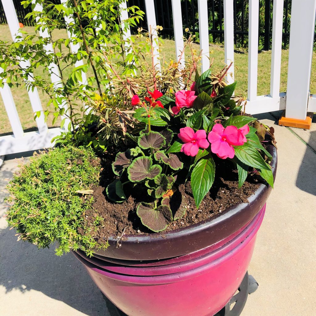 Spring Flowers for SECU House
