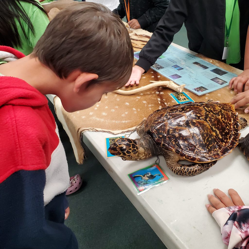 Operation Wildlife